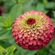 a red and yellow flower with green leaves in the background