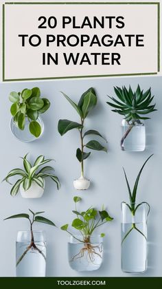 the top ten plants to propagate in water