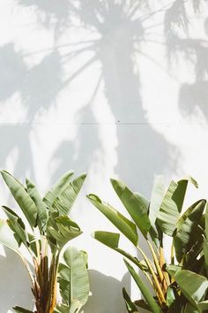 two potted plants are next to each other in front of a white wall