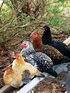 a group of chickens standing on top of a pile of dirt next to a tree