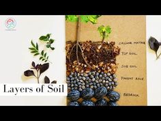 the layers of soil with plants and rocks