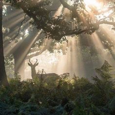 the sun shines through the trees and leaves as a deer stands in front of it