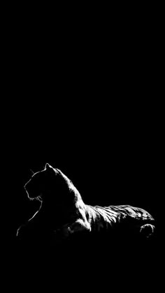 a black and white photo of a cat in the dark