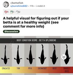 the silhouettes of people with different body types are shown in this screenshote