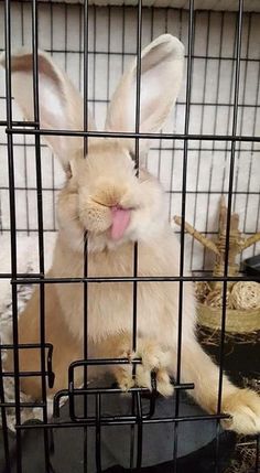 a rabbit sticking its tongue out in a cage