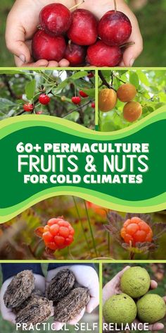 fruits and nuts for cold climates with text overlay that reads 60 + permaculture fruits & nuts for cold climates