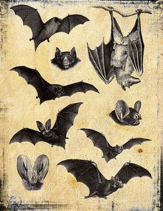 several bats are shown in this black and white illustration, including one with its wings open