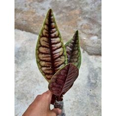 a person holding a plant with brown and green leaves in their hand on some rocks