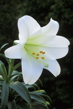 a white flower with green leaves in the background