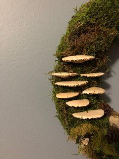 a group of mushrooms sitting on top of a green moss covered wall next to a white wall