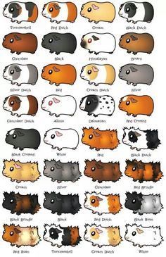 an image of guineas with different colors and sizes on them, all in the same row