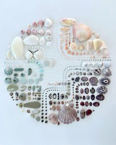 various shells and seashells arranged in a circle