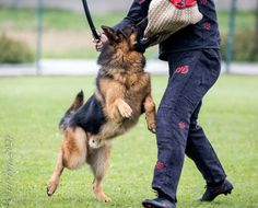 a woman is playing with her dog in the park while holding on to it's leash