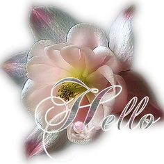 a pink flower with the word hello written on it