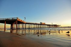 birds are sitting on the beach near a pier