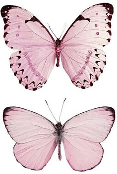 two pink butterflies on white background