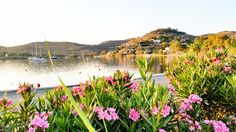 some pink flowers are by the water and hills