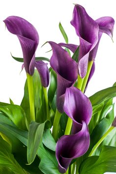 purple calla lilies in a vase with green leaves on a white back ground