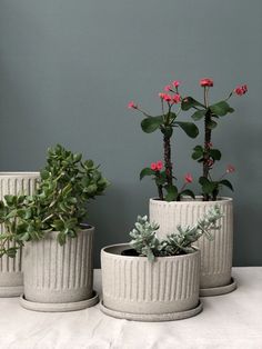 three potted plants sitting on top of a table next to each other in front of a gray wall