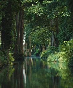 a river running through a forest filled with lots of green trees and water surrounded by lush greenery