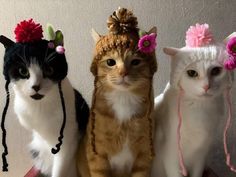 three cats are wearing costumes with flowers on their heads and one cat is looking at the camera