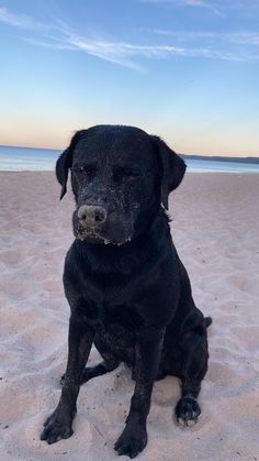 a black dog sitting on top of a sandy beach