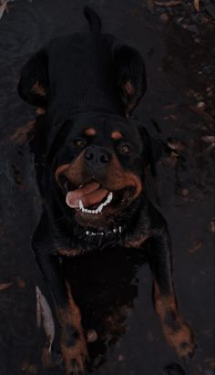 a black and brown dog laying on top of a wet ground with its tongue hanging out