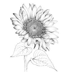 Tre Kunst, Scandinavian Wall Decor, Sunflower Drawing, Flower Line Drawings, Flower Art Drawing, Cool Pencil Drawings, Scandinavian Wall