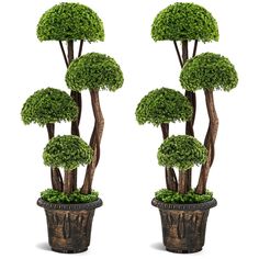 two potted trees are shown in front of each other