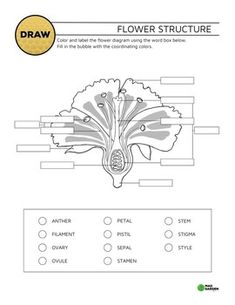 the flower structure worksheet