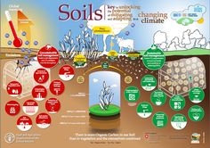 the diagram shows how soil is made and what it's important to plant life