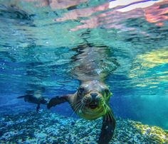 a sea lion swimming in the ocean with his head above water's surface, looking at the camera