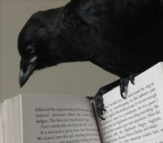 a black bird sitting on top of an open book