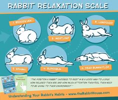 the rabbit's health and nutrition guide for rabbits is shown in this poster, with instructions