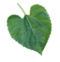 green leaf on white background with clipping for the word'i love you '