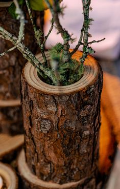 a close up of a tree stump with a plant in it