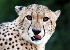 a cheetah with its tongue hanging out