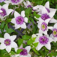 white and purple flowers with green leaves