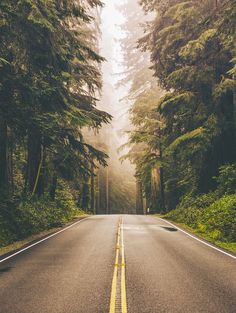 an empty road surrounded by tall trees in the fog