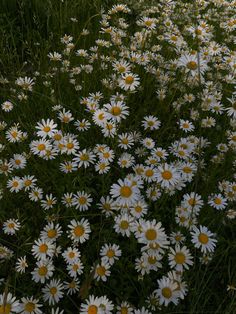 many white and yellow flowers in the grass