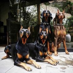 three doberman dogs are sitting on the ground