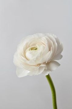 Photographic Print: White Ranunculus Flower by artjazz : 24x16in Final Cake, Ranunculus Boutonniere, Ranunculus Flower, Individual Flowers, Amaryllis Flowers, Greenery Arrangements, White Ranunculus, Ranunculus Flowers