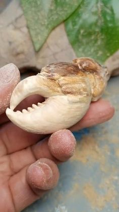 a hand holding a small animal that is inside of it's mouth and teeth