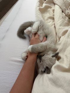 a person holding a cat on top of a bed