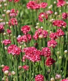 pink flowers are blooming in the green grass