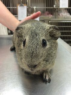 a small rodent sitting on top of a metal table next to a person's hand