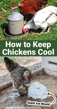 how to keep chickens cool in the winter and during the winter months, here are some tips on how to keep chickens cool