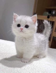 a small white kitten sitting on top of a bed