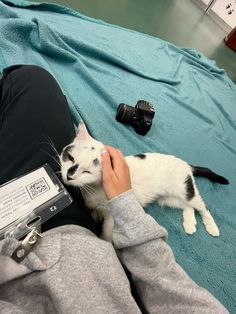 a person petting a cat laying on top of a bed next to a camera