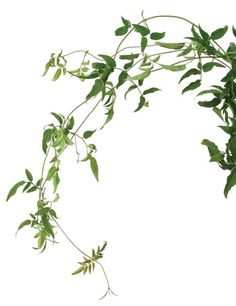 a branch with green leaves on it against a white background